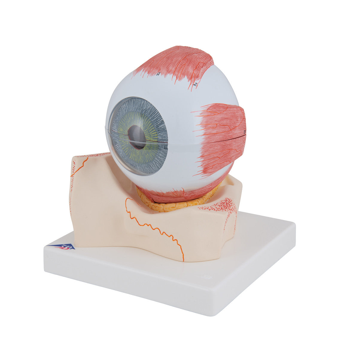Eye Model in Orbit | 3B Scientific F11