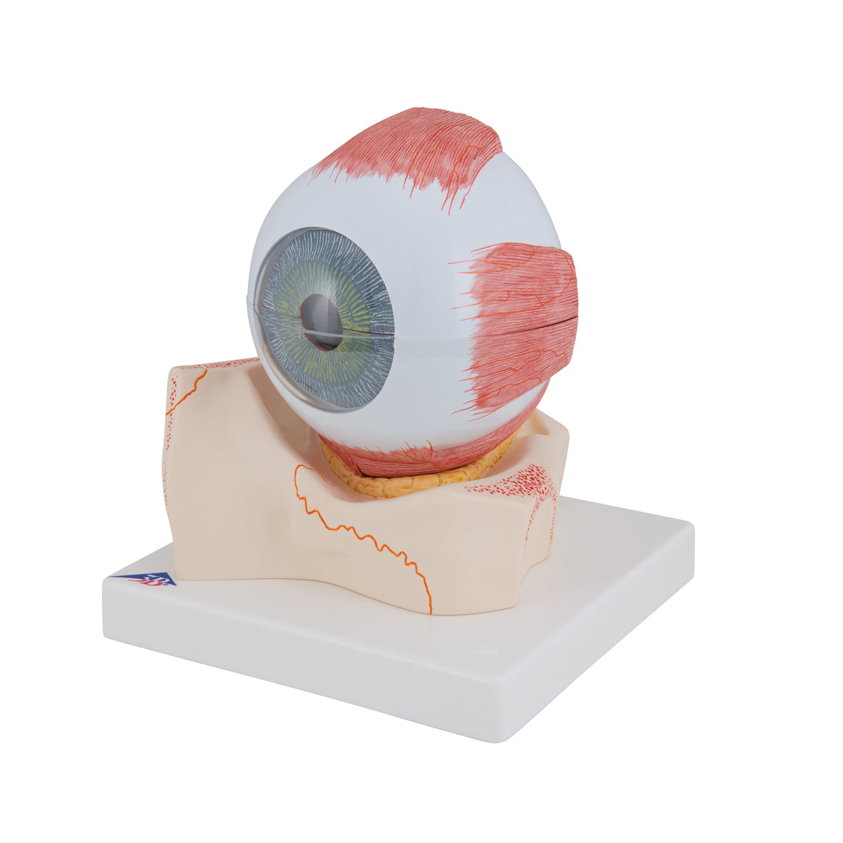 Human Eye Model, 5 times Full-Size, 7 part - 3B Scientific F11, view 12