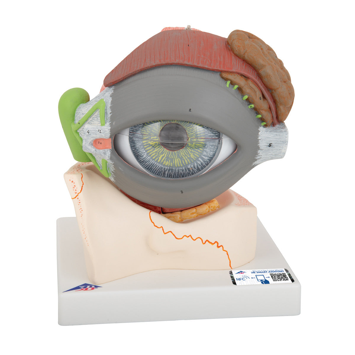 Eye Model with Lachrymal System | 3B Scientific F12