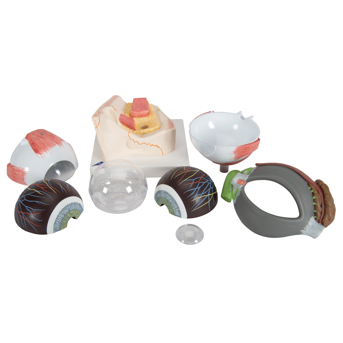 Human Eye Model, 5 times full-size, 8 part