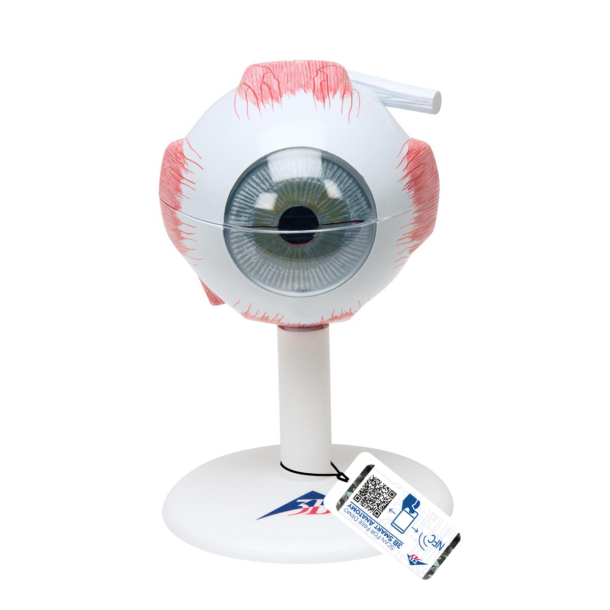 Human Eye Model,  3 times Full-Size, 6 part