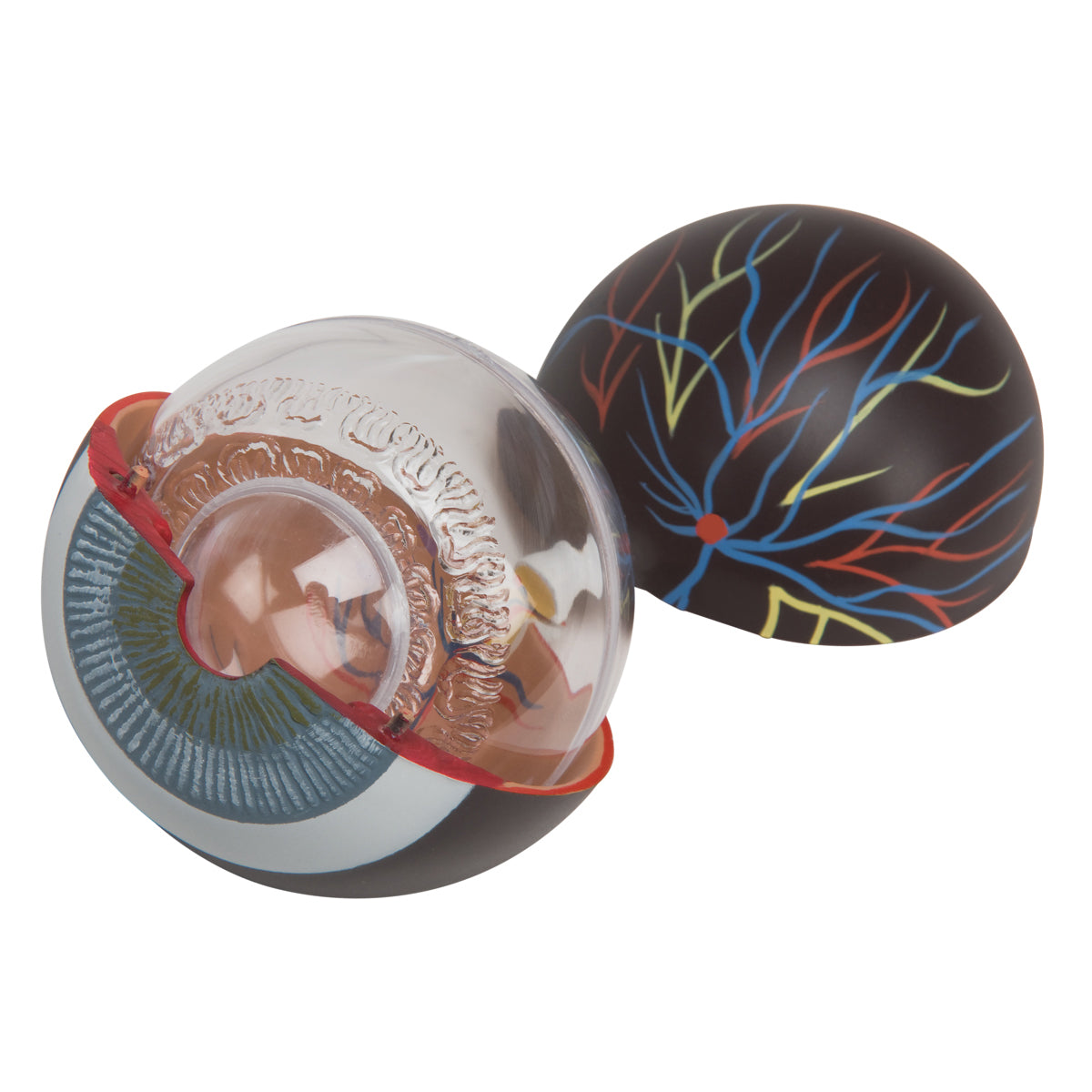 Human Eye Model,  3 times Full-Size, 6 part - 3B Scientific F15, view 2