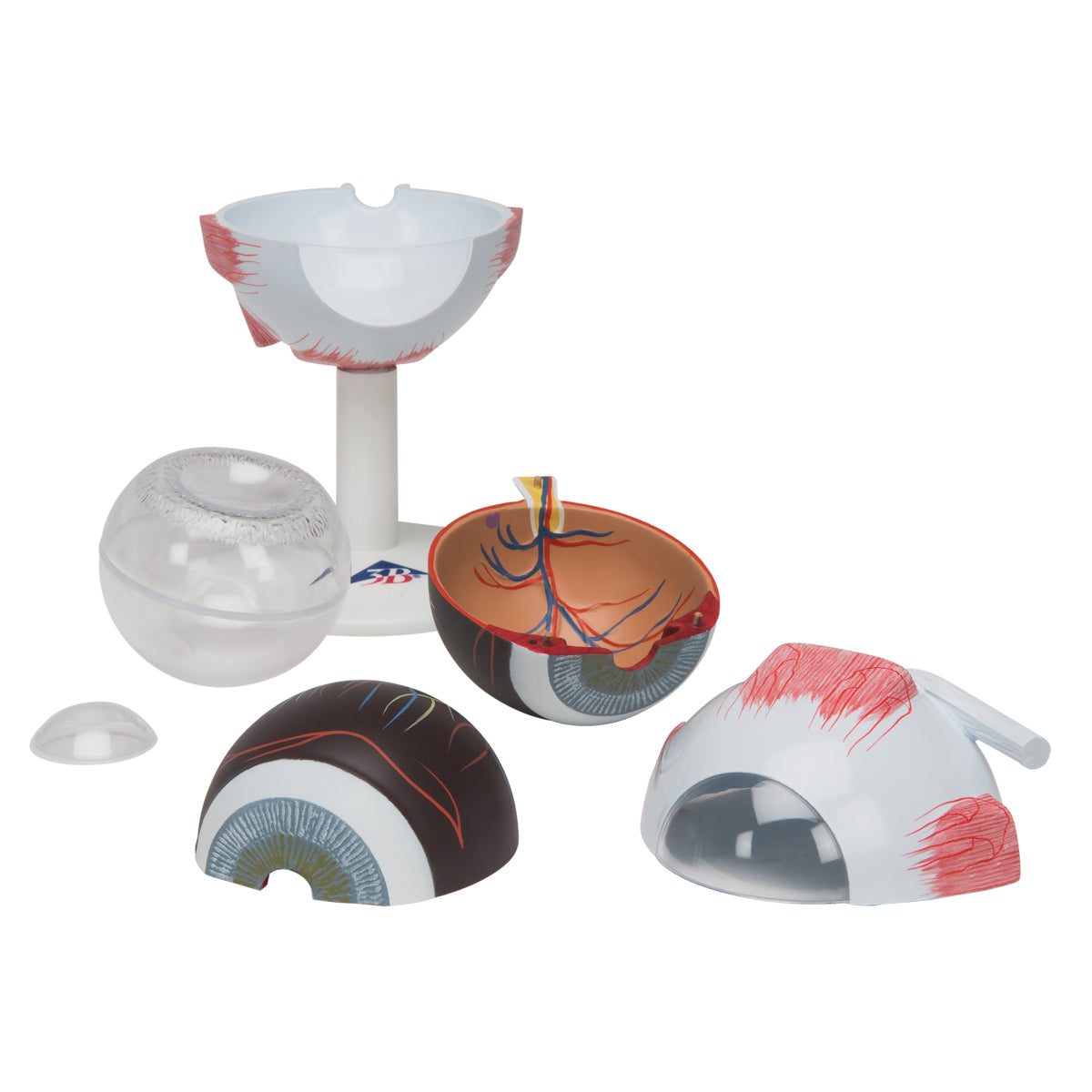 Human Eye Model,  3 times Full-Size, 6 part