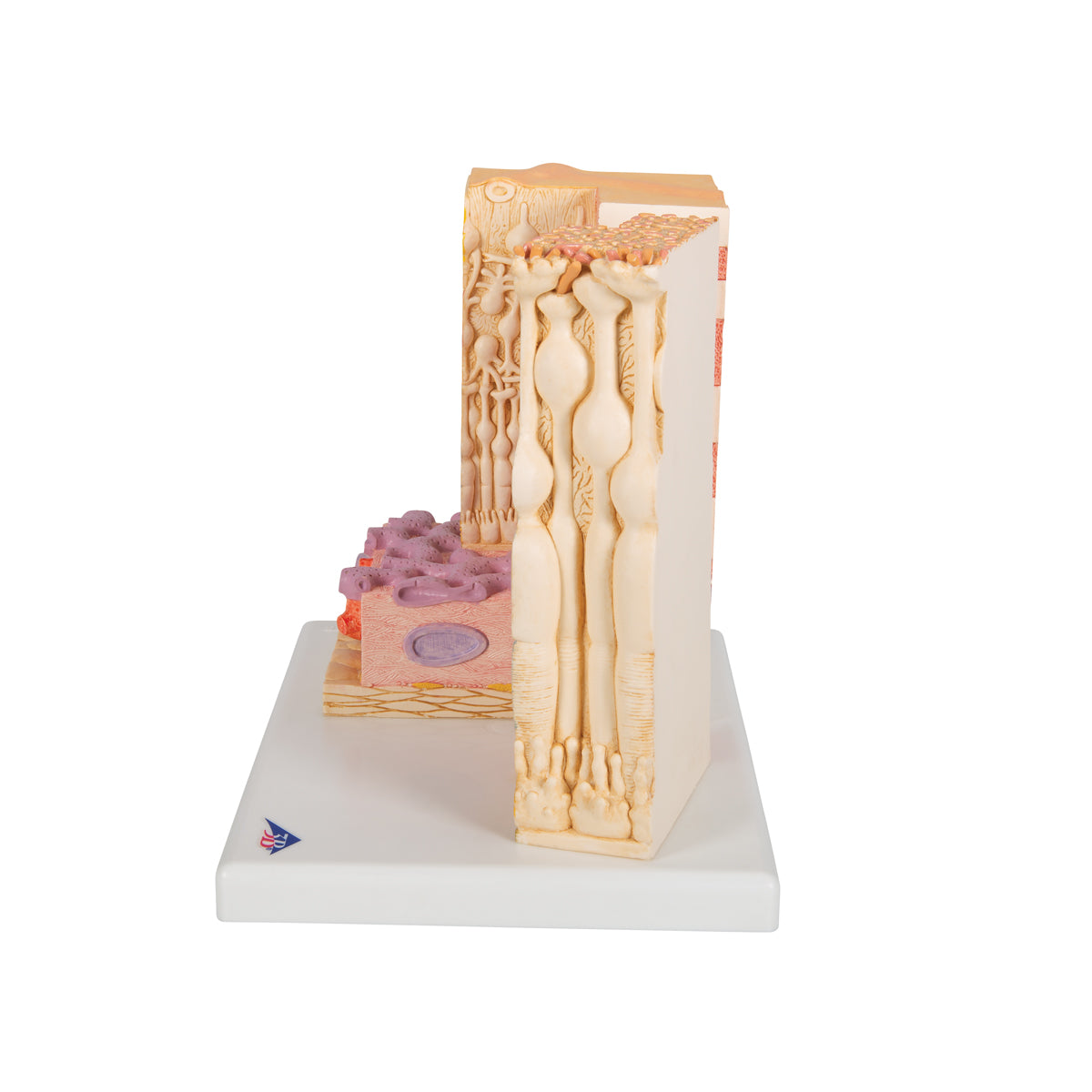3B MICROanatomy Human Eye Model - 3B Scientific F16, view 4
