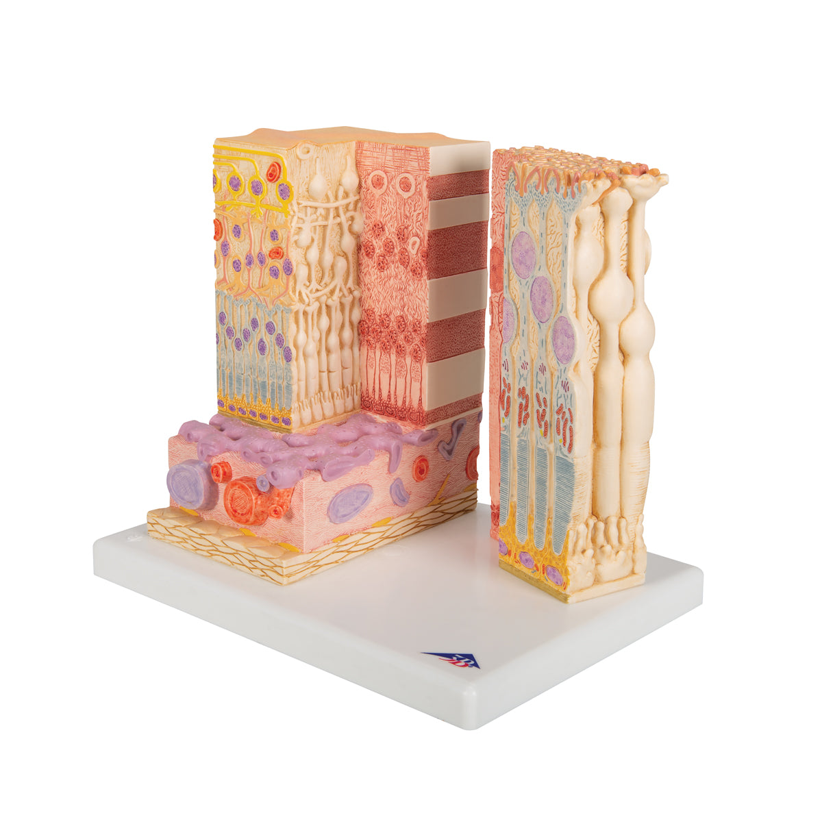 3B MICROanatomy Human Eye Model - 3B Scientific F16, view 5