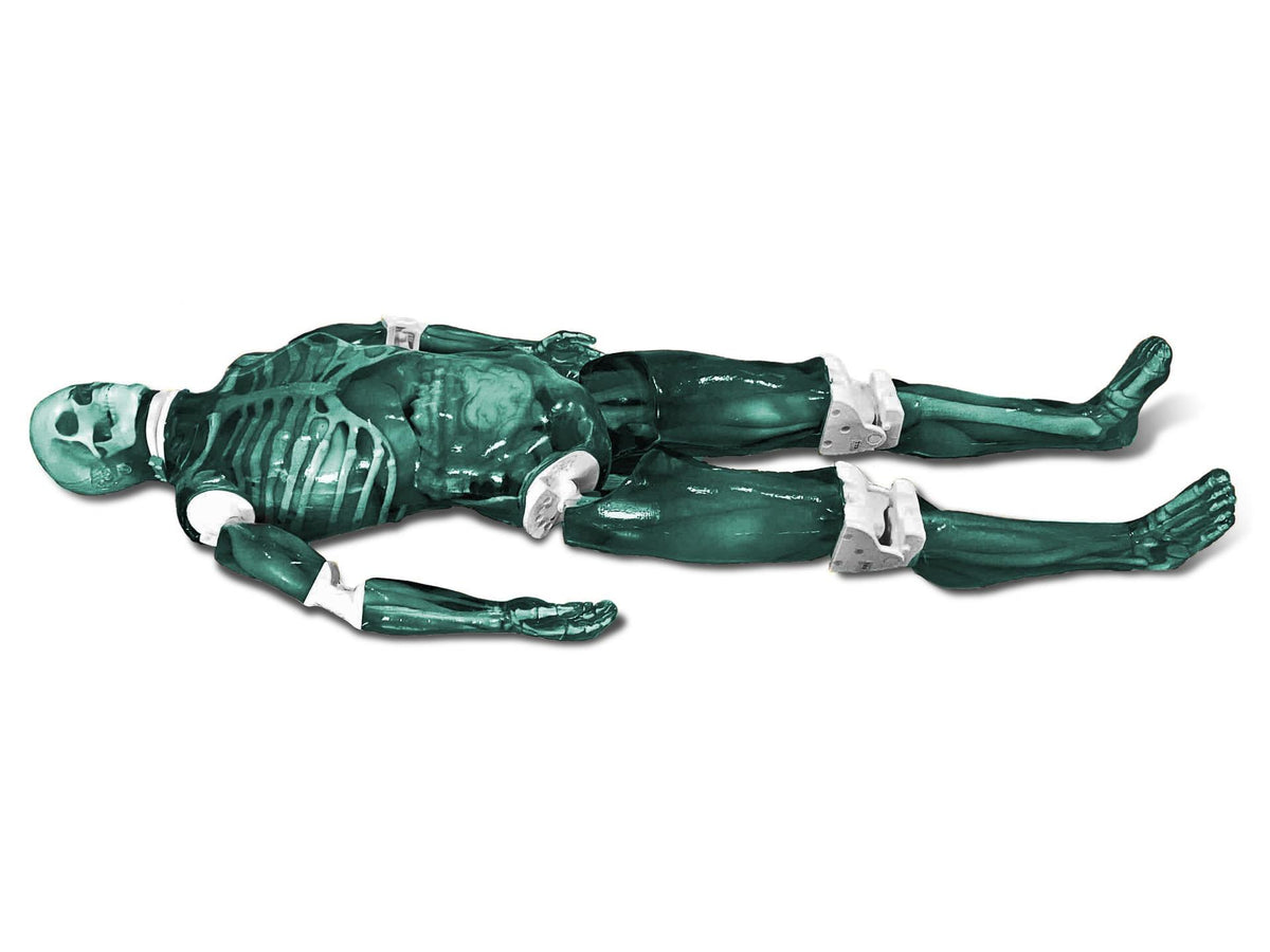 Adult Full Body manikin X-Ray, CT, US with muscles - Erler-Zimmer FLB04