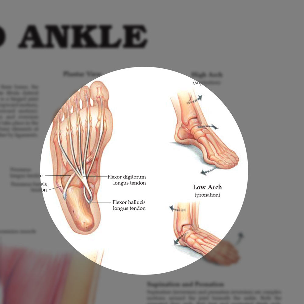 Foot and Ankle chart - highlight