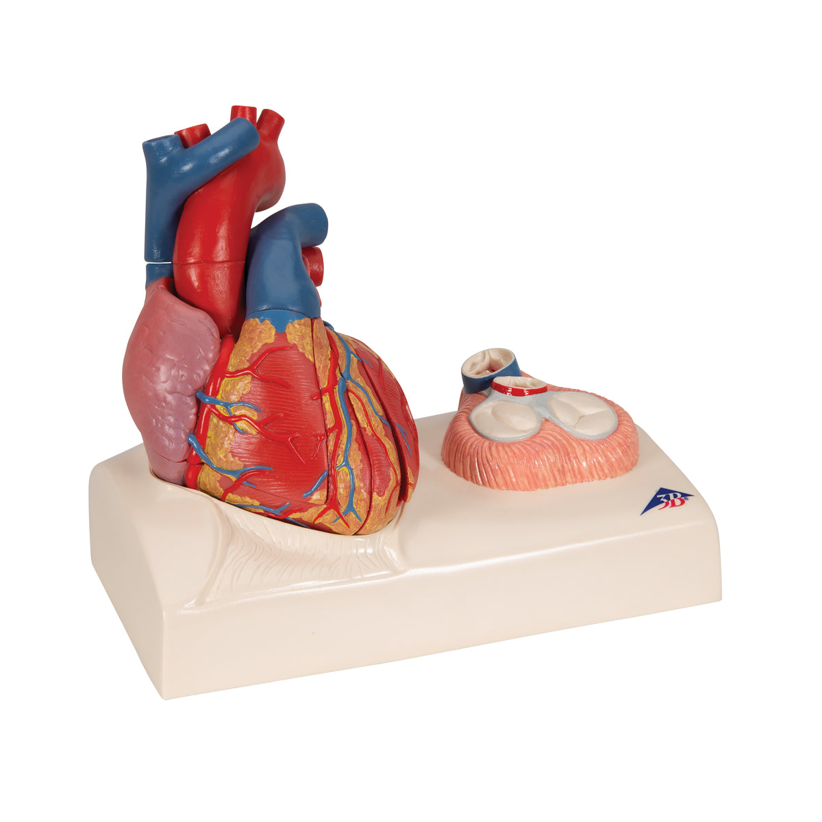 Life-Size Human Heart Model, 5 parts with Representation of Systole - 3B Scientific G01, view 8