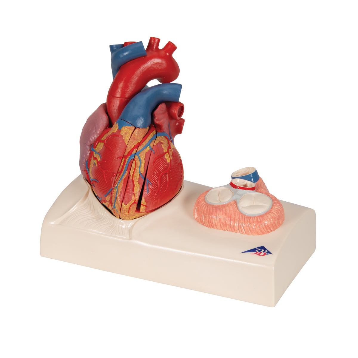 Life-Size Human Heart Model, 5 parts with Representation of Systole - 3B Scientific G01, view 9