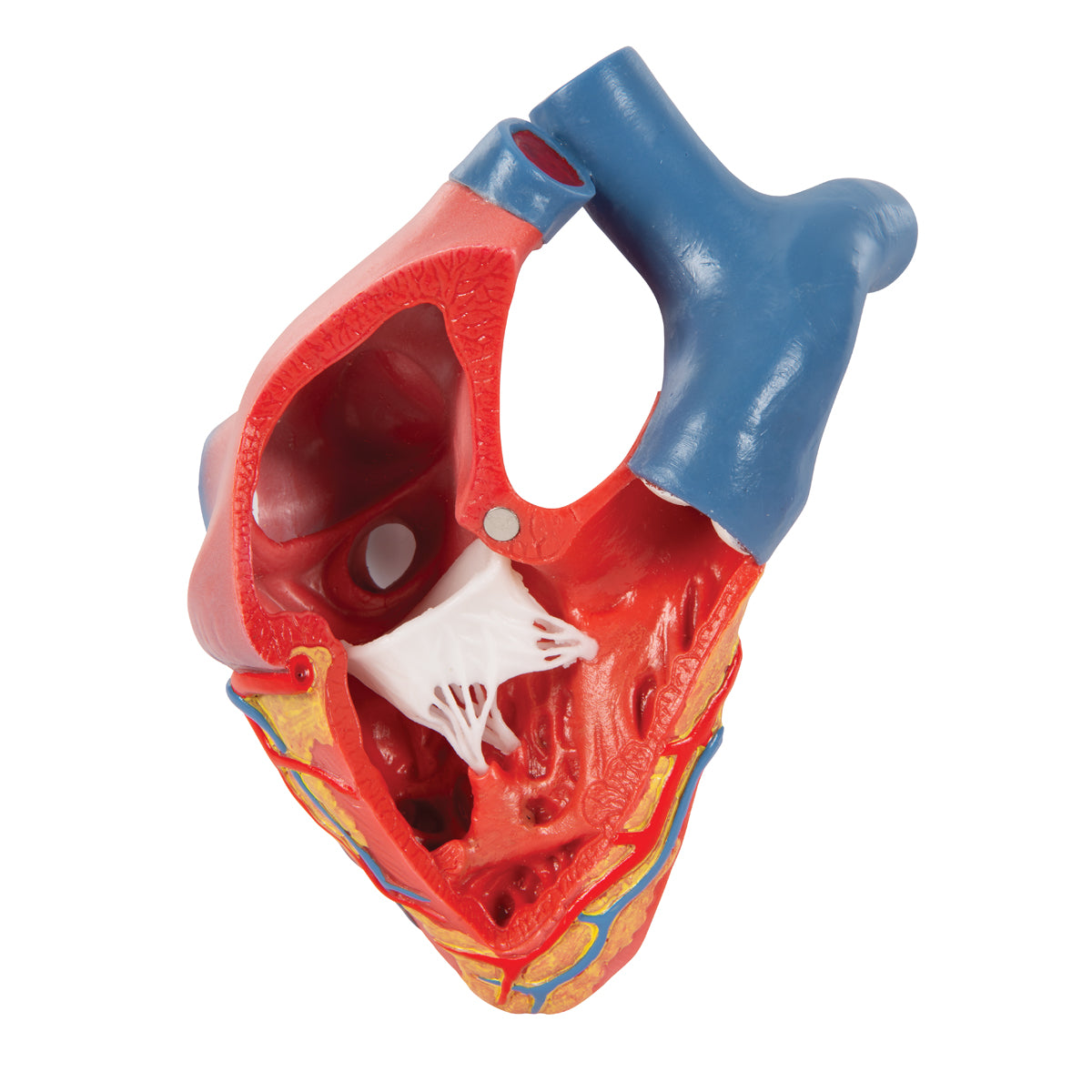 Life-Size Human Heart Model, 5 parts with Representation of Systole - 3B Scientific G01, view 11
