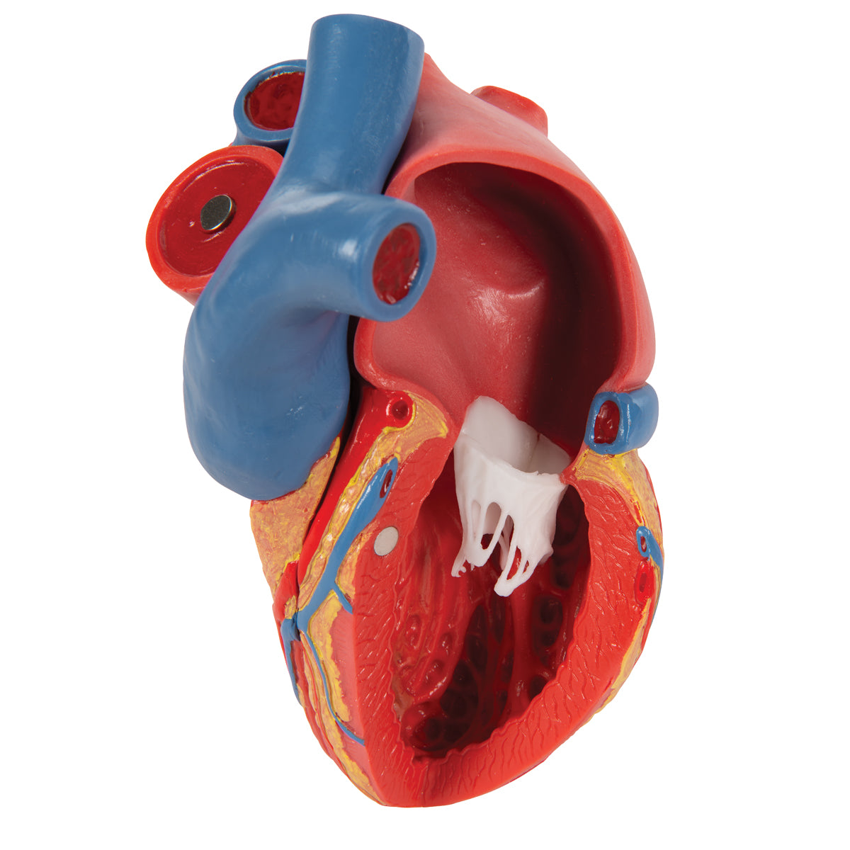 Life-Size Human Heart Model, 5 parts with Representation of Systole - 3B Scientific G01, view 12