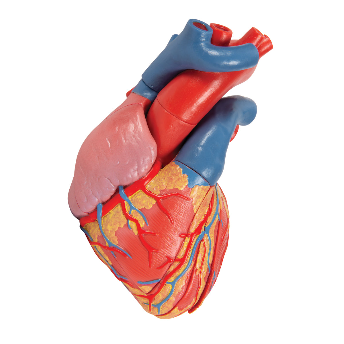 Life-Size Human Heart Model, 5 parts with Representation of Systole - 3B Scientific G01, view 13