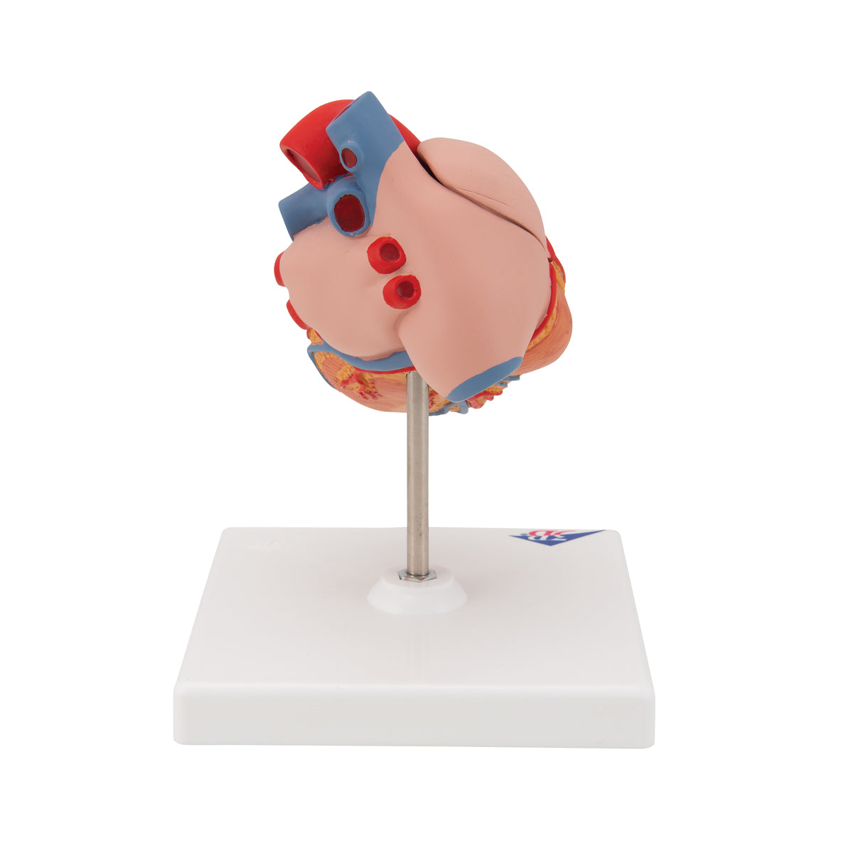 Classic Human Heart Model with Left Ventricular Hypertrophy (LVH), 2 part - 3B Scientific G04, view 10