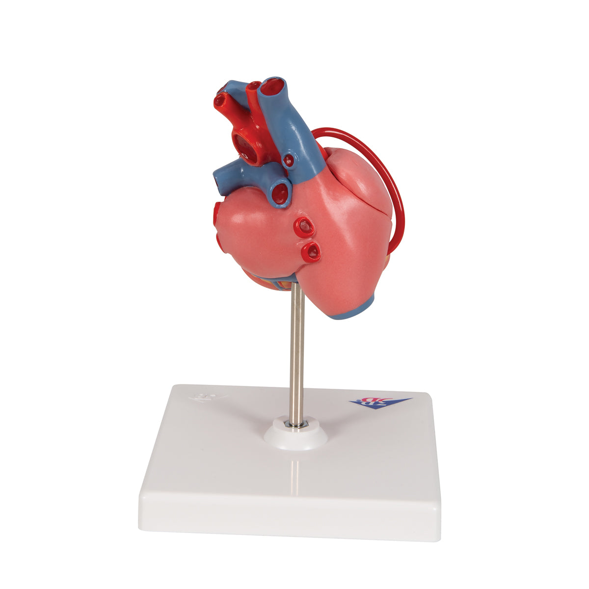 Heart Model with Bypass