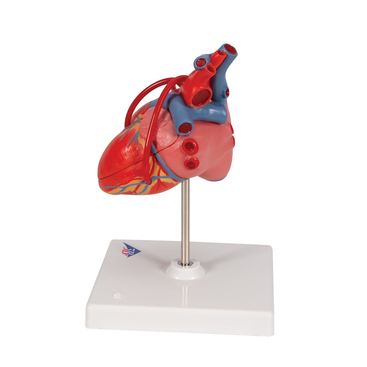 Heart Model with Bypass