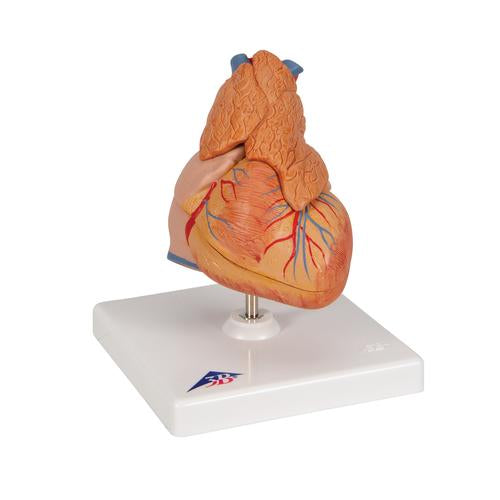 Classic Human Heart Model with Thymus, 3-Part - 3B Scientific G08/1, view 2