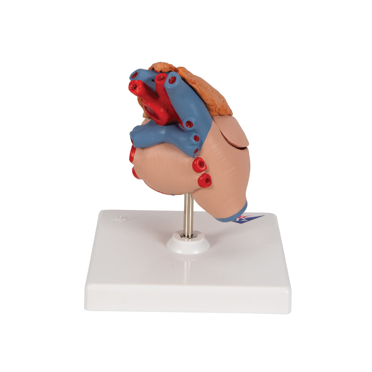 Heart Model with Thymus, 3 parts | 3B Scientific G08/1