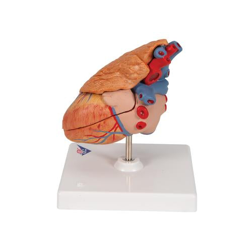 Classic Human Heart Model with Thymus, 3-Part - 3B Scientific G08/1, view 4