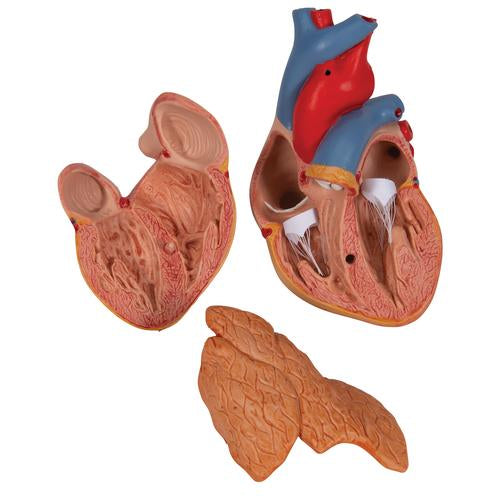 Classic Human Heart Model with Thymus, 3-Part - 3B Scientific G08/1, view 5