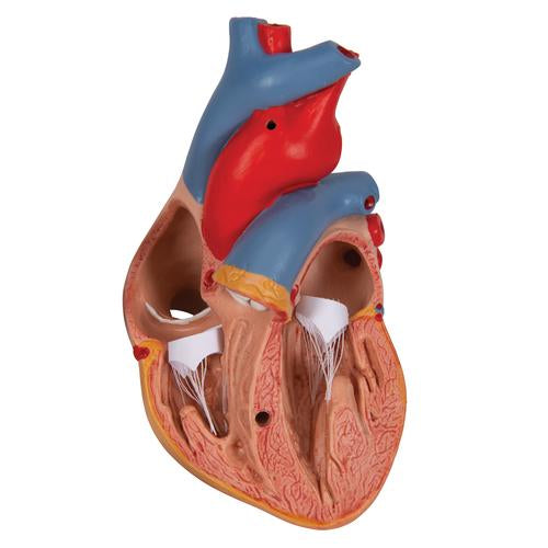 Classic Human Heart Model with Thymus, 3-Part - 3B Scientific G08/1, view 6