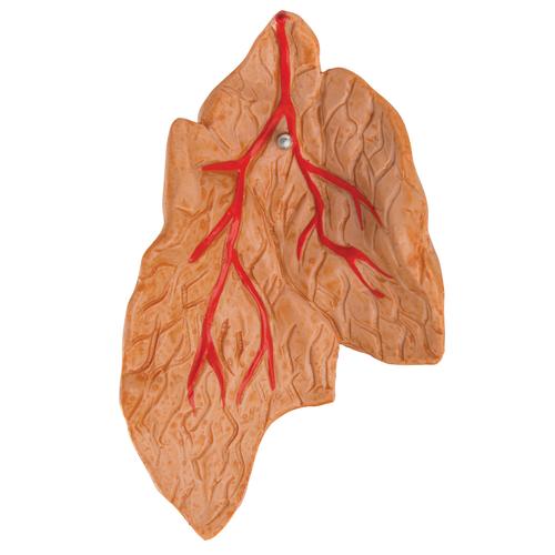 Classic Human Heart Model with Thymus, 3-Part - 3B Scientific G08/1, view 7