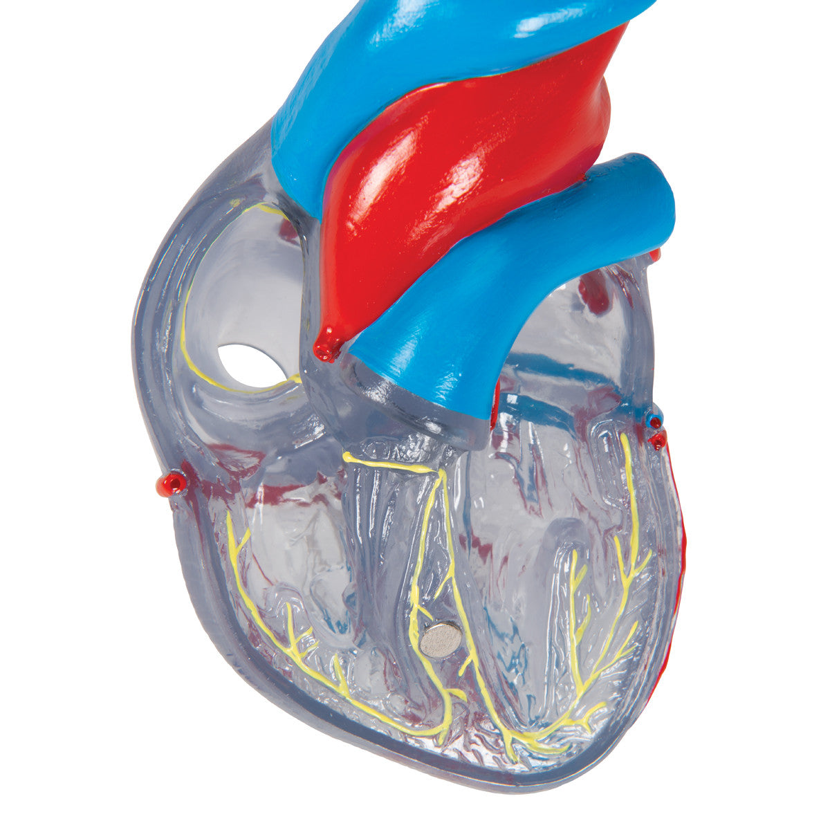 Transparent Heart Model | 3B Scientific G08/3