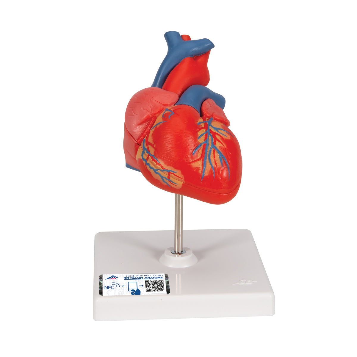 Classic Human Heart Model, 2 part - 3B Scientific G08, view 8