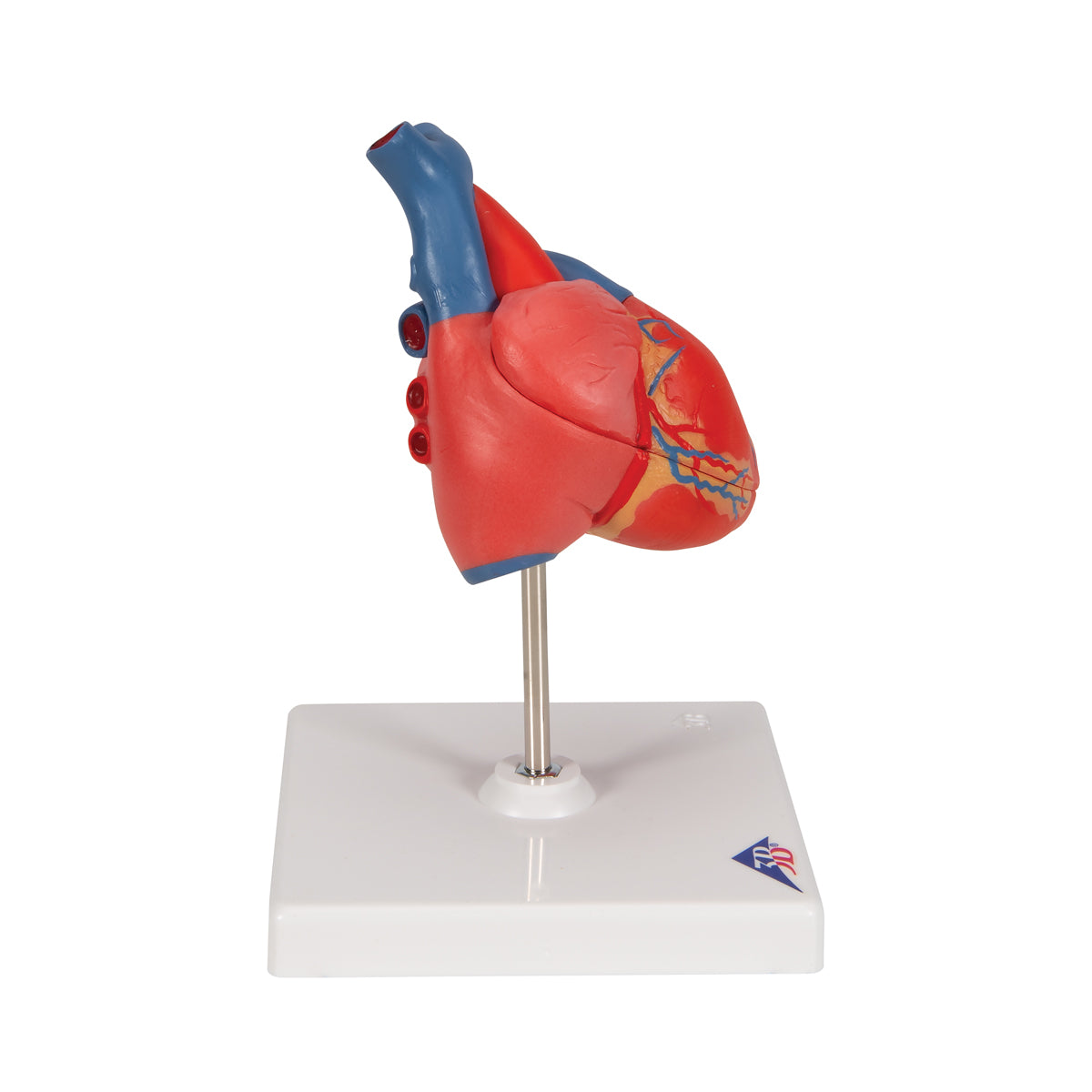 Classic Human Heart Model, 2 part - 3B Scientific G08, view 3