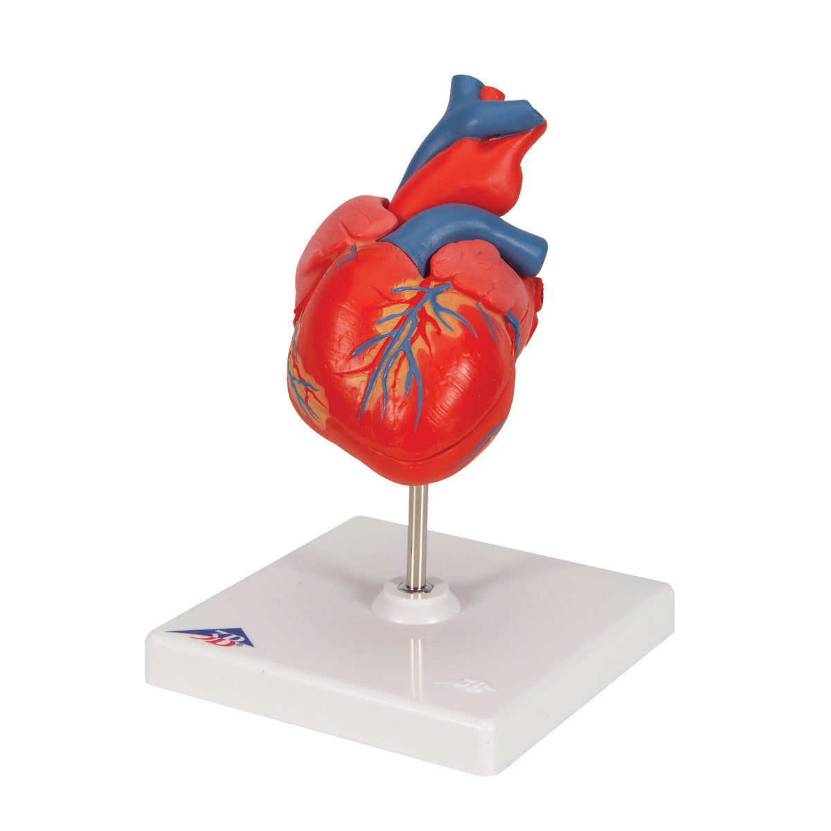 Heart Model, 2-parts