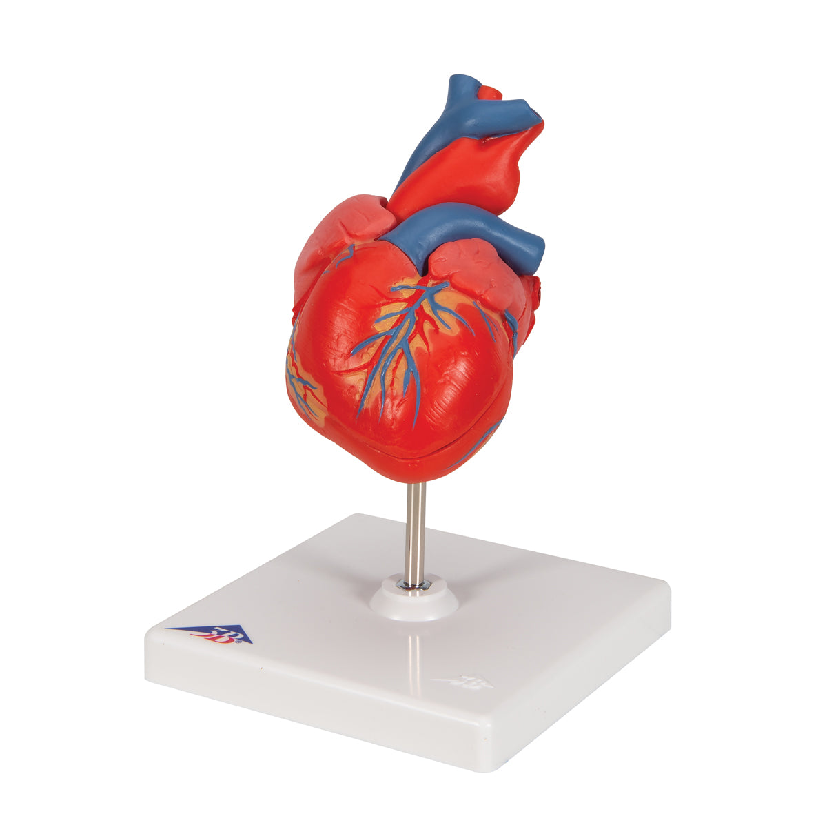 Classic Human Heart Model, 2 part - 3B Scientific G08, view 6