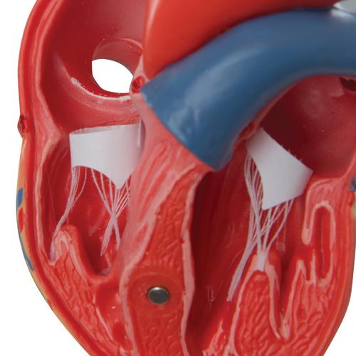 Classic Human Heart Model - 2-Part