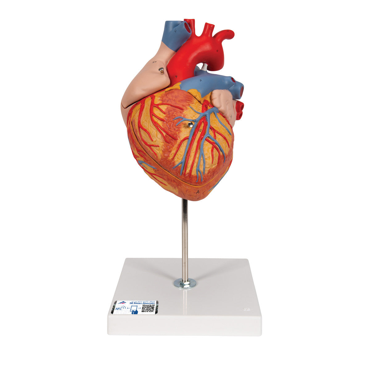 Giant Heart | 3B Scientific G12