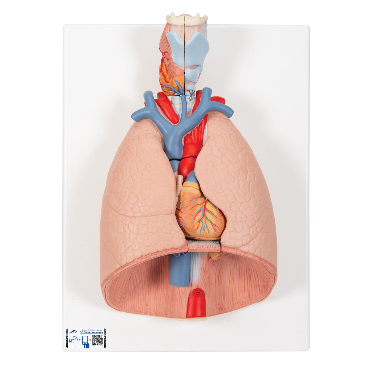 Human Lung Model with Larynx, 7 part