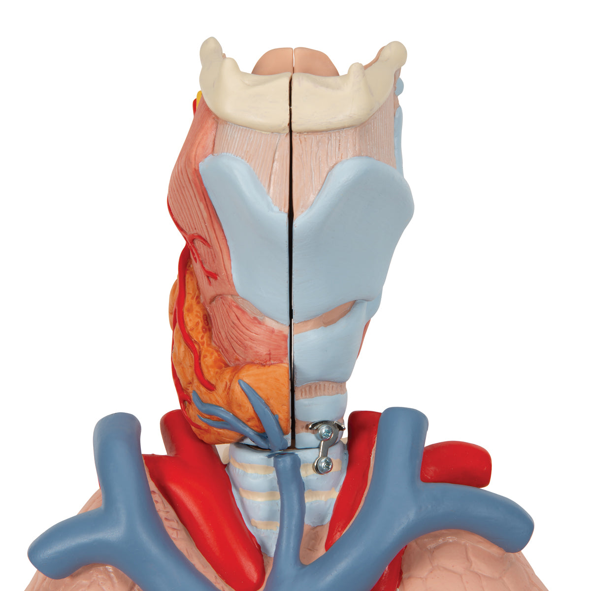 Human Lung Model with Larynx, 7 part - 3B Scientific G15, view 3