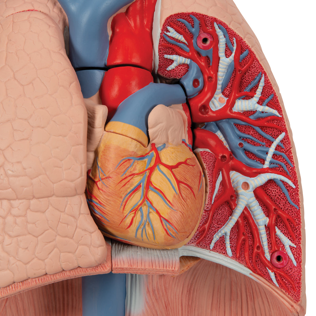 Human Lung Model with Larynx, 7 part