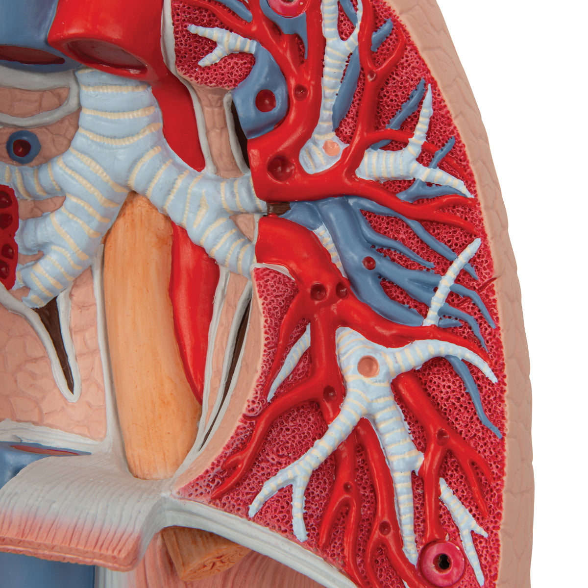 Human Lung Model with Larynx, 7 part