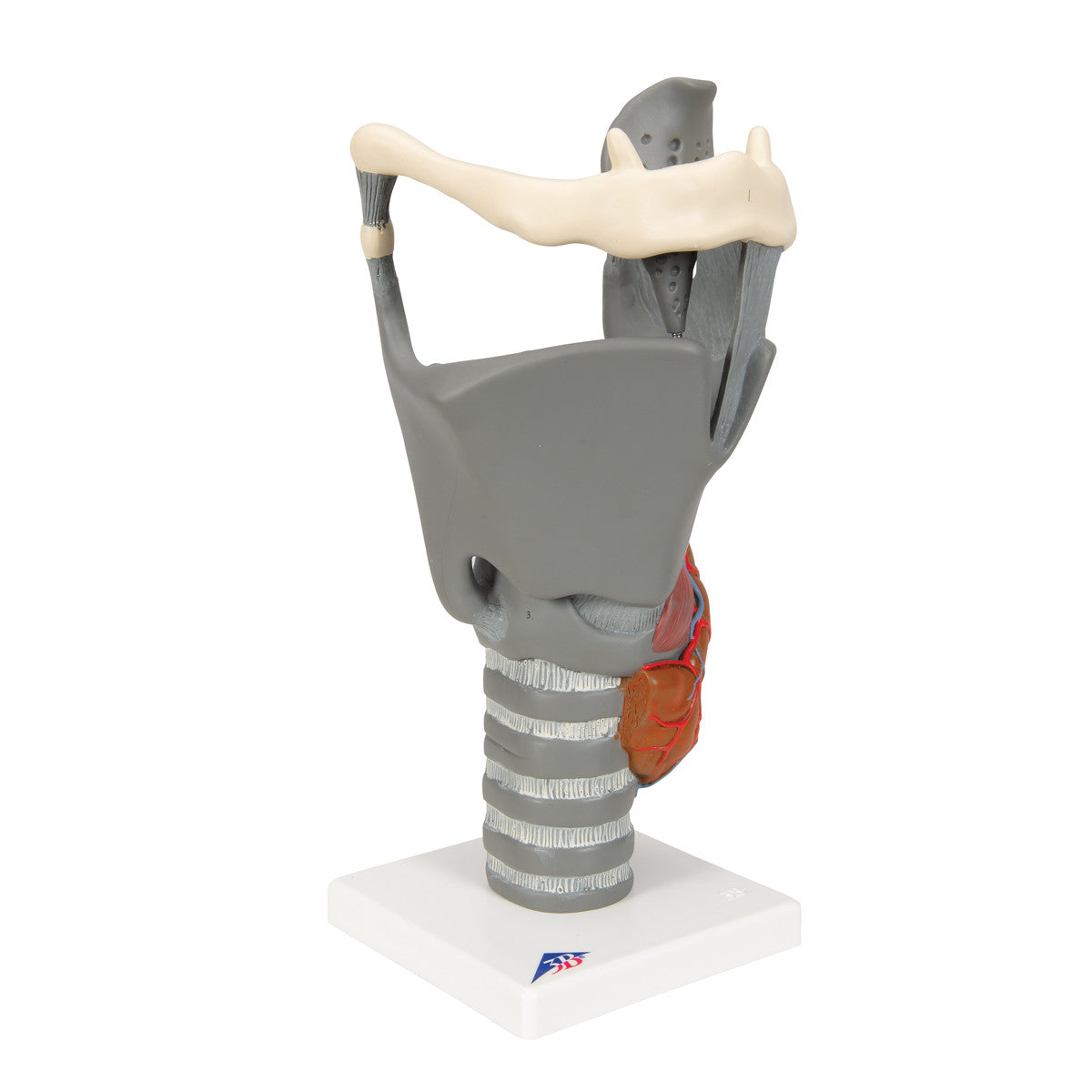 Functional Larynx | 3B Scientific G20