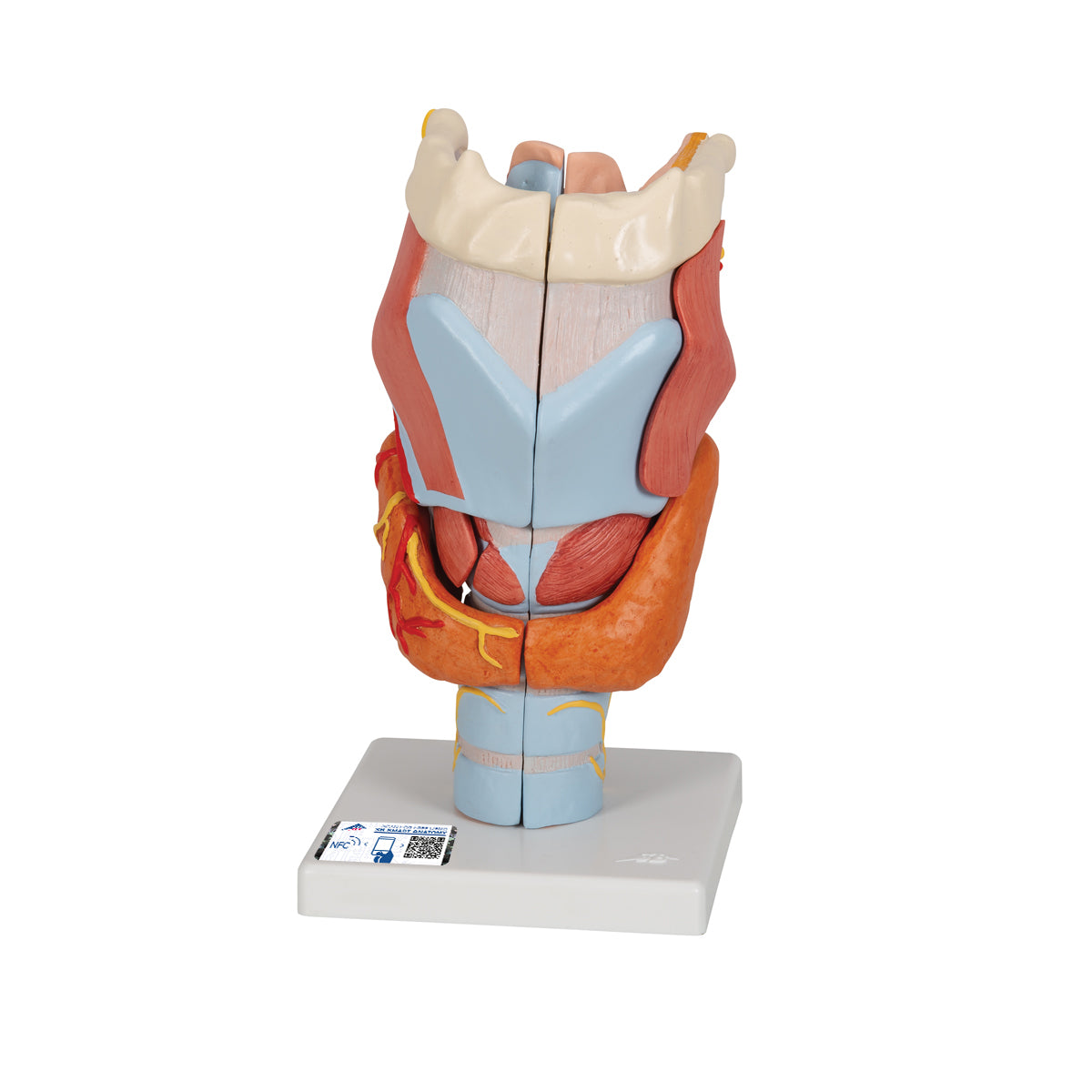 Human Larynx Model, 2 times Full-Size, 7 parts - 3B Scientific G21, view 8