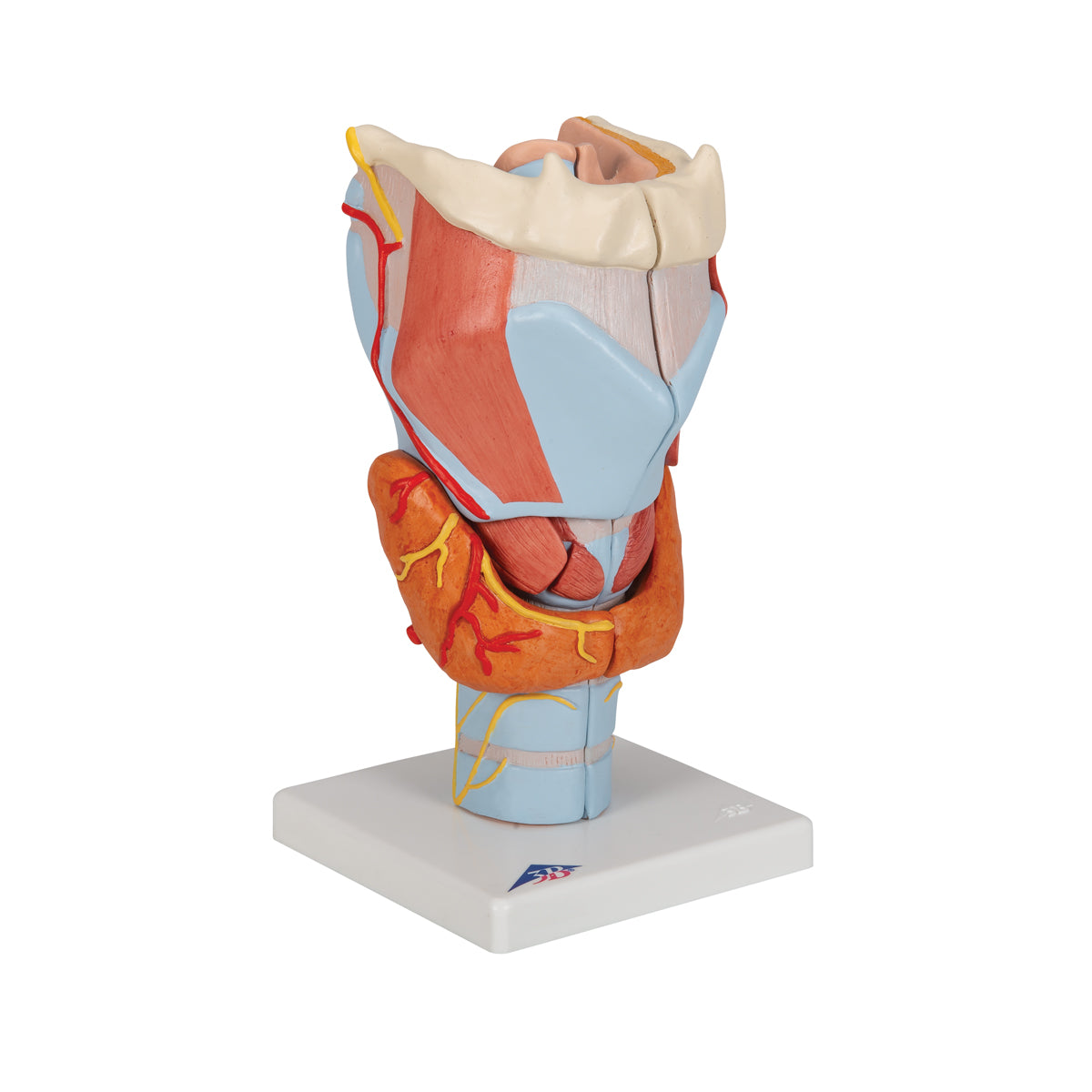 Human Larynx Model, 2 times Full-Size, 7 parts - 3B Scientific G21, view 9