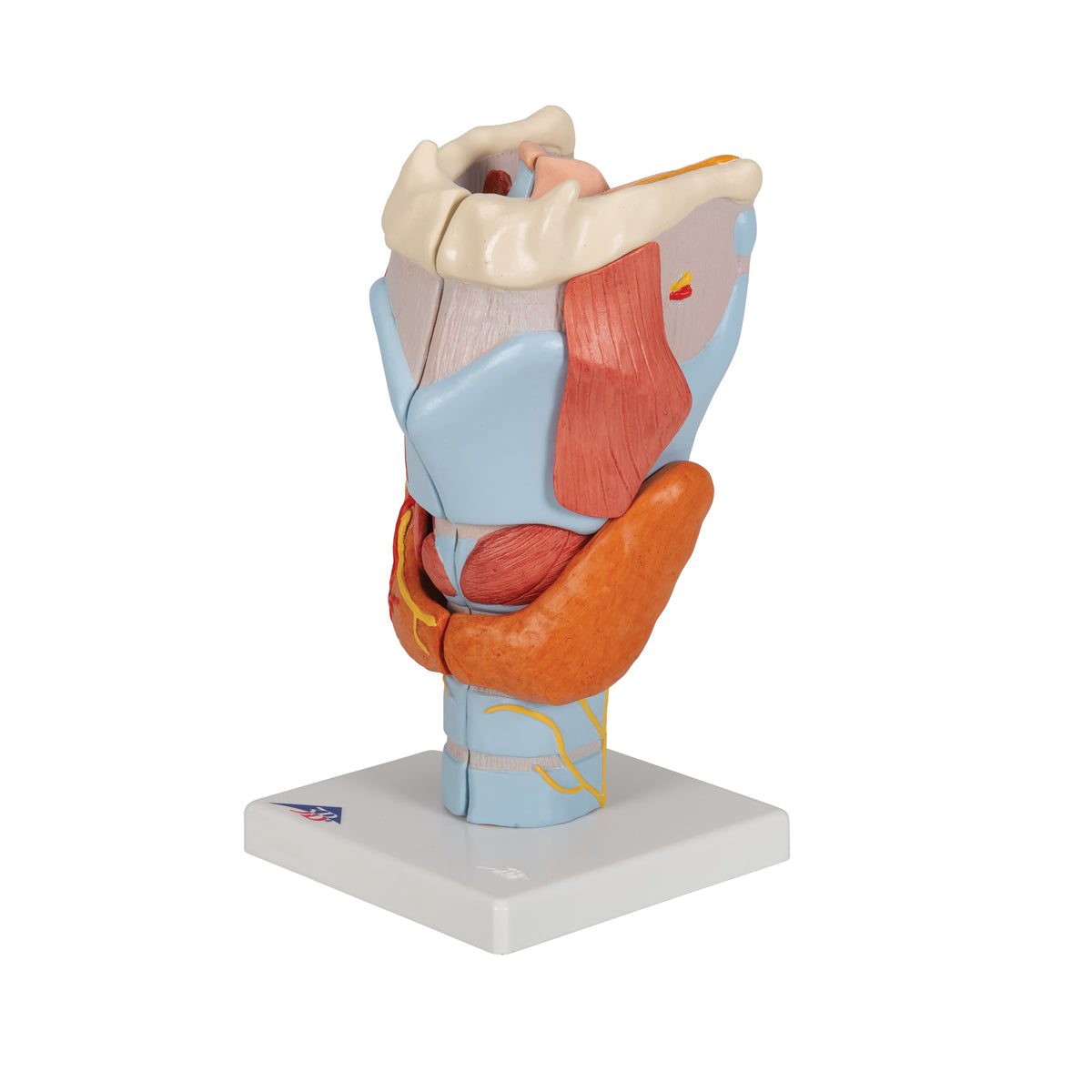 Human Larynx Model, 2 times Full-Size, 7 parts - 3B Scientific G21, view 11