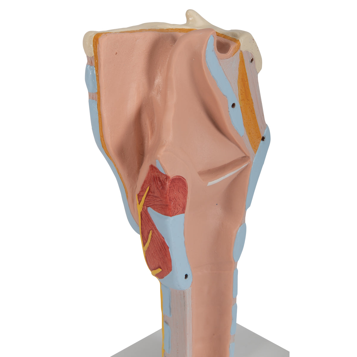 Human Larynx Model, 2 times Full-Size, 7 parts - 3B Scientific G21, view 13