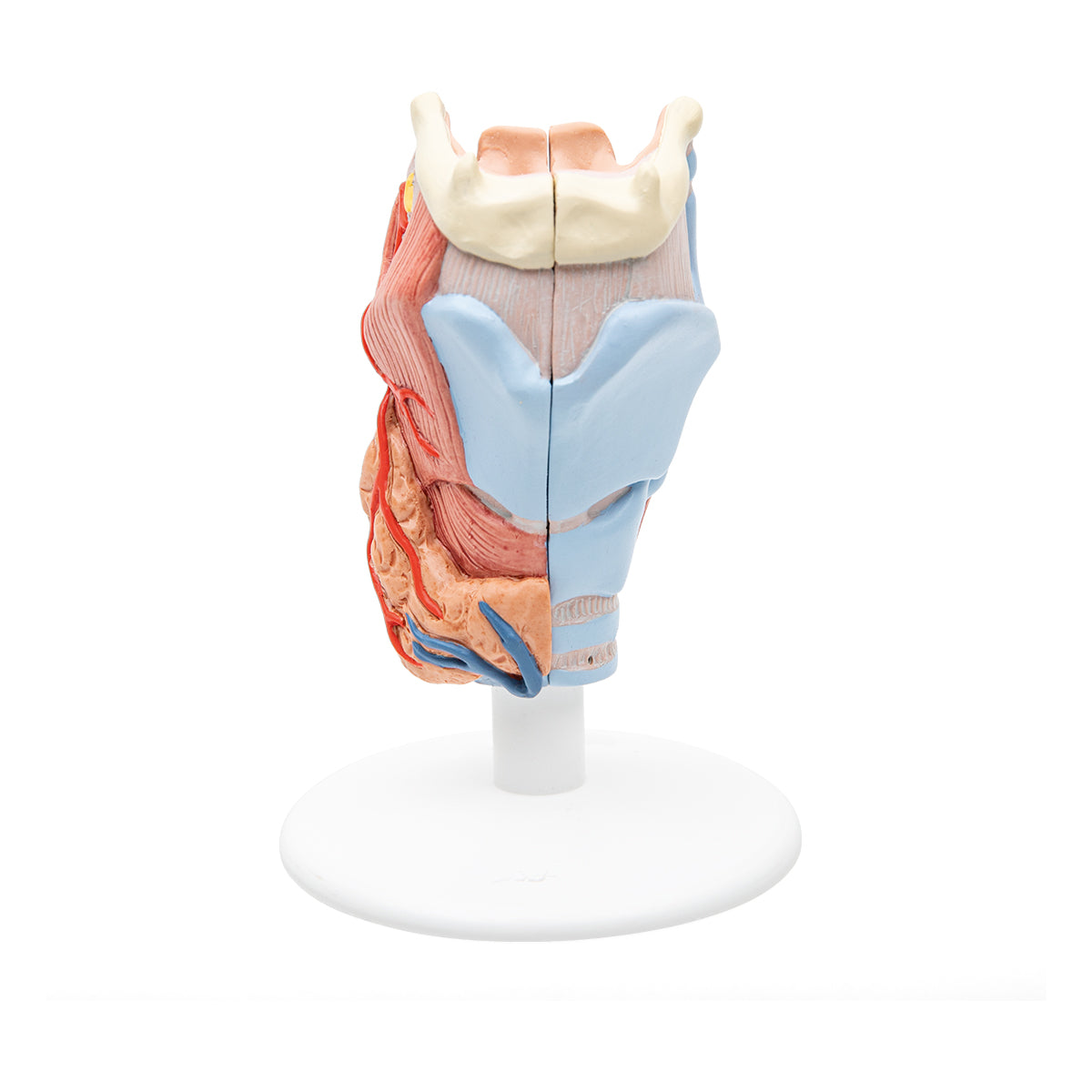 Human Larynx Model, 2 part - 3B Scientific G22, view 2
