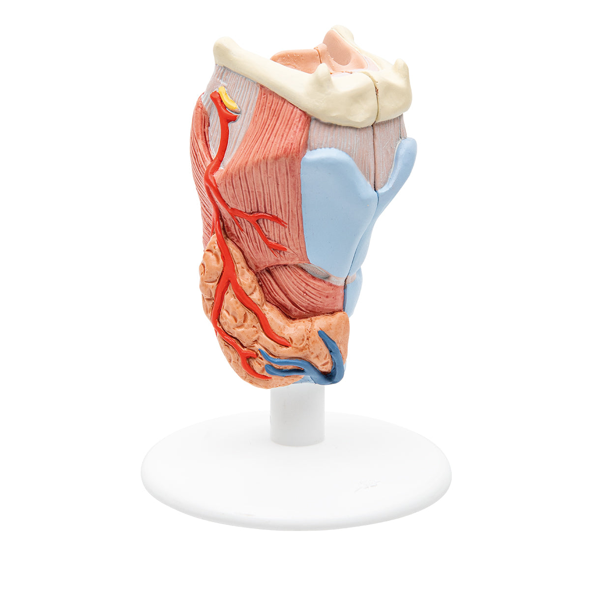 Human Larynx Model, 2 part - 3B Scientific G22, view 3