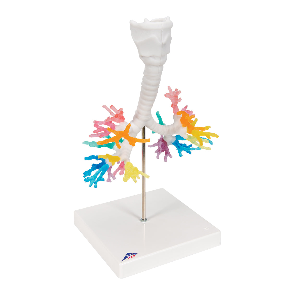 CT Bronchial Tree Model with Larynx - 3B Scientific G23, view 2