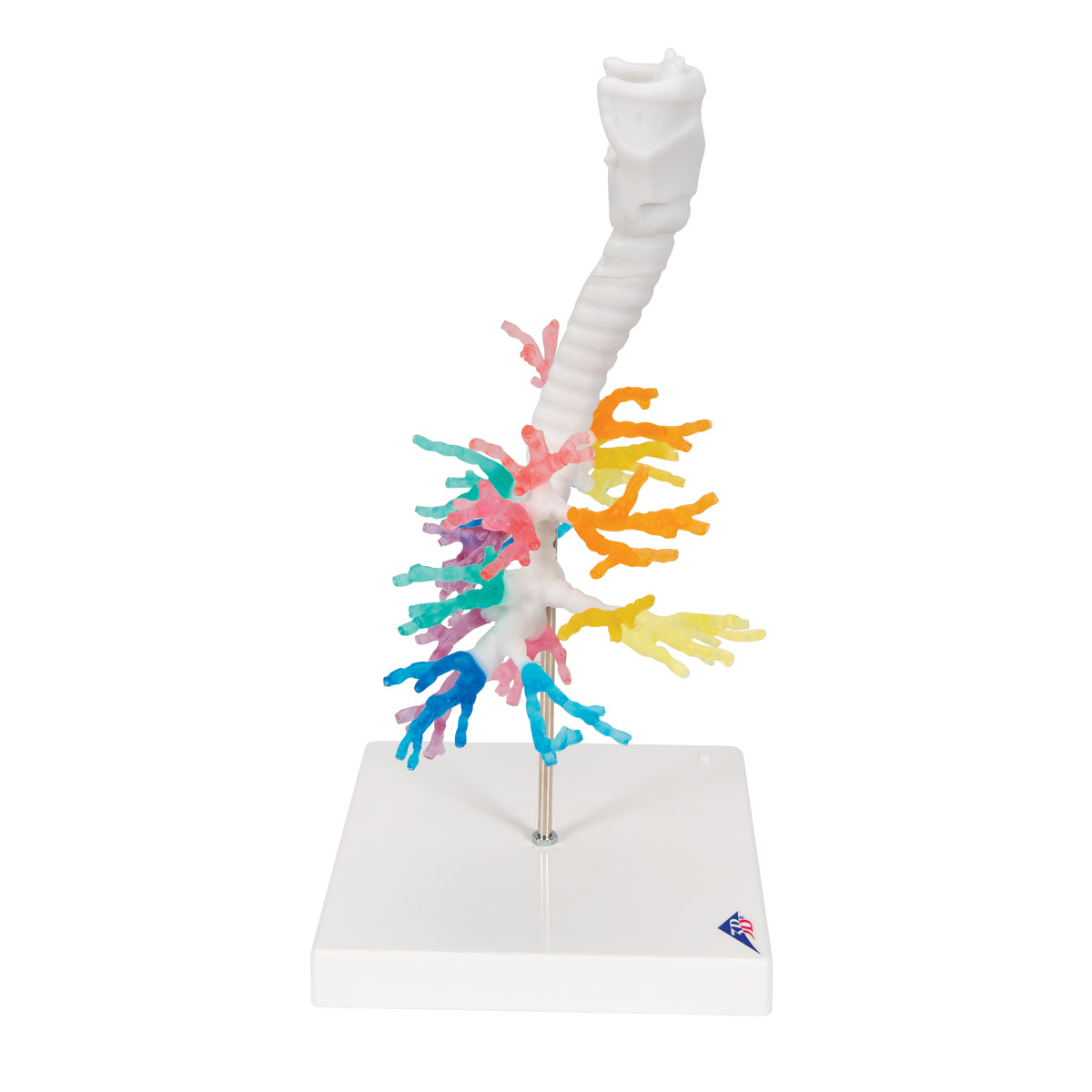CT Bronchial Tree Model with Larynx - 3B Scientific G23, view 3