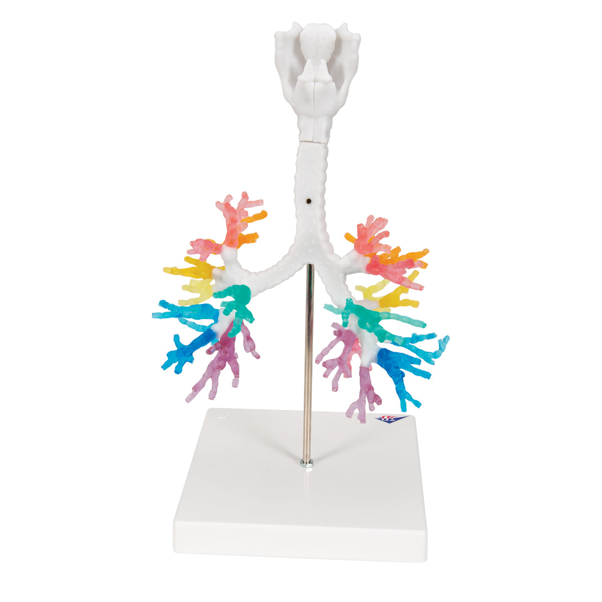 CT Bronchial Tree Model with Larynx - 3B Scientific G23, view 4