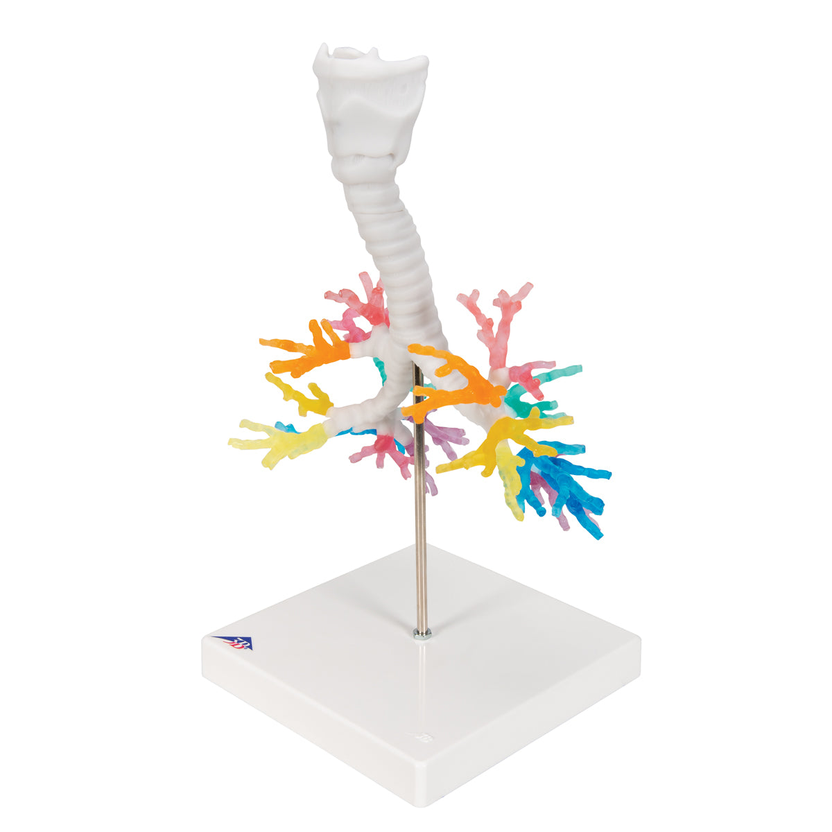 CT Bronchial Tree Model with Larynx - 3B Scientific G23, view 5
