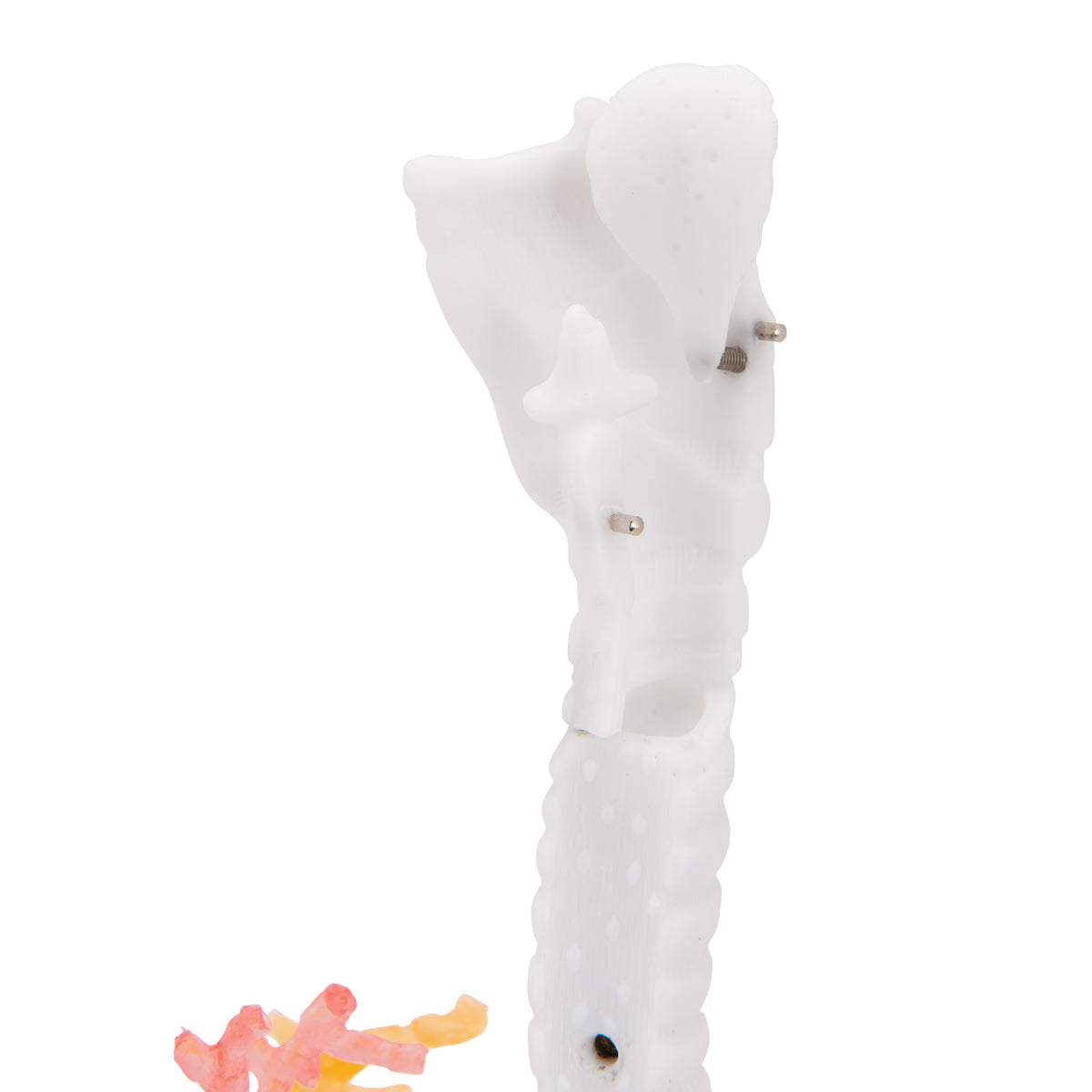 CT Bronchial Tree Model with Larynx - 3B Scientific G23, view 7