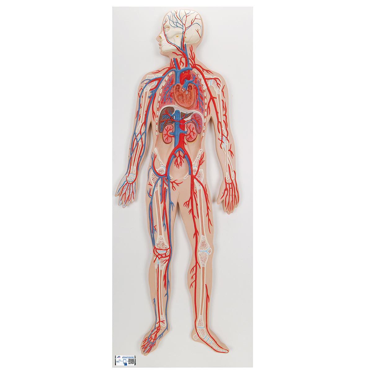 Circulatory System | 3B Scientific G30