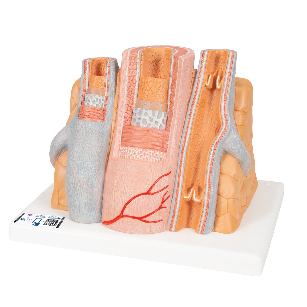 3B MICROanatomy Artery & Vein Model, 14 times Enlarged - 3B Scientific G42, view 8